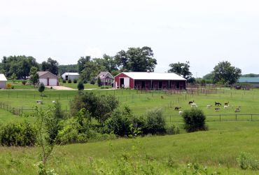Alpaca Haven: Fiber Fun and Farm Tours