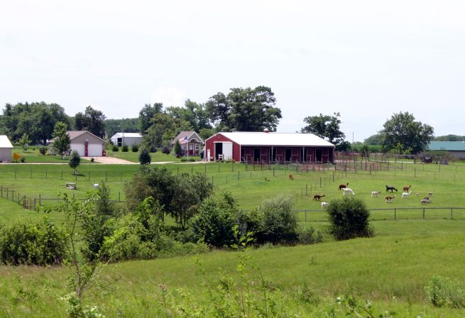 Alpaca Haven: Fiber Fun and Farm Tours