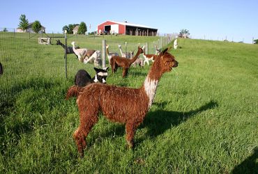 Heartland Criations Alpacas