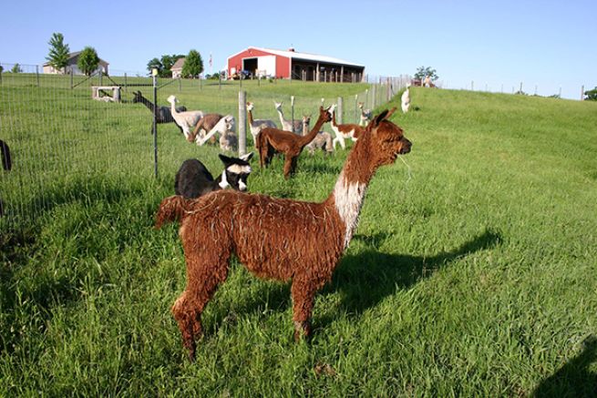 Heartland Criations Alpacas